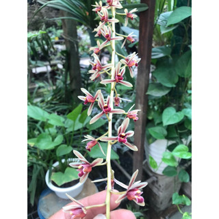 set 2 thân hoa lan kiếm lô hội