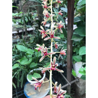 set 2 thân hoa lan kiếm lô hội