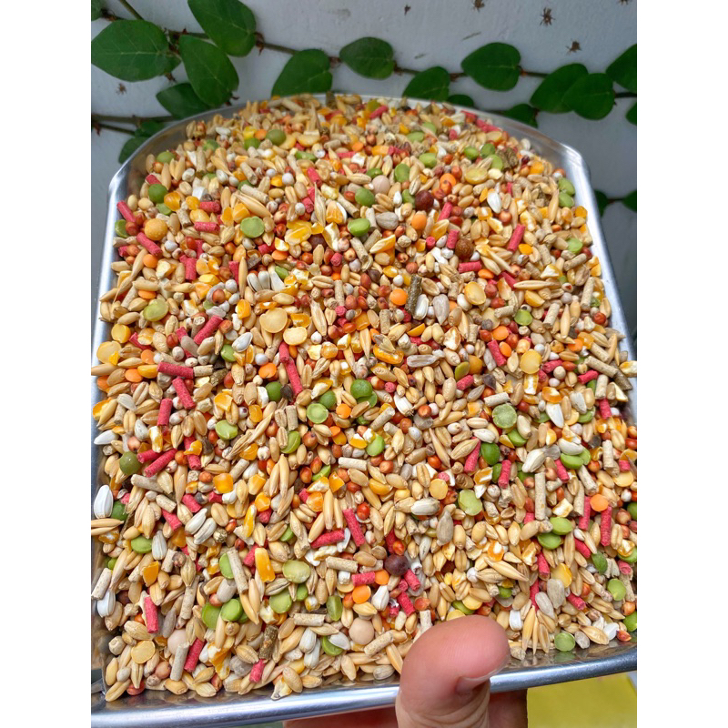 Ngũ cốc dành cho gà đá cao cấp - tăng nở cơ, đá bo khỏe, protein đạm cao.