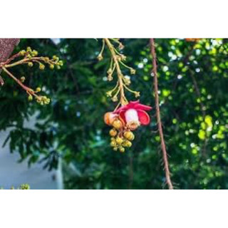 CÂY GIỐNG #SALA(1bầu cây)