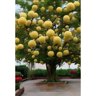 Cây Giống Hoa lưu tô (1cây)