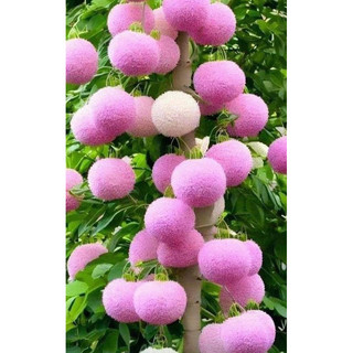 Cây Giống Hoa lưu tô (1cây)
