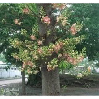 CÂY GIỐNG #SALA(1bầu cây)