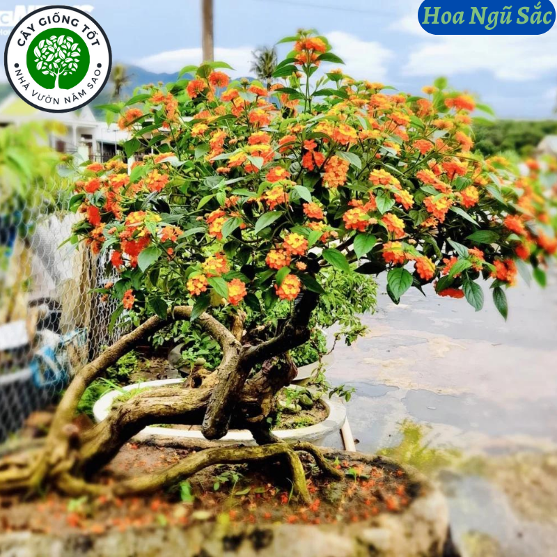 Cây Hoa ngũ sắc thân gỗ cao 50-80cm, hoa nhiều màu, hoa nở quanh năm, trang trí vườn