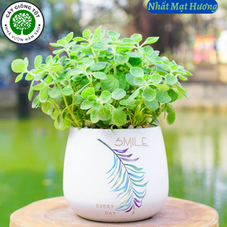 Cây nhất mạt hương, sen thơm , cây thanh lọc không khí xua đuổi côn trùng