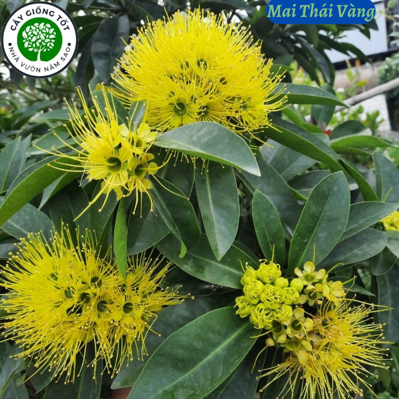 Cây mai vàng thái, cây cho hoa quanh năm, cây giống khỏe không mất nhiều công chăm sóc