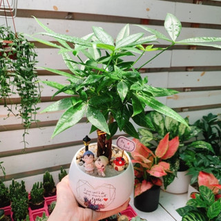 Kim ngân thắt bím nhỏ mix chậu để bàn