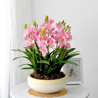 Củ giống hoa lan thanh Nga(1củ)