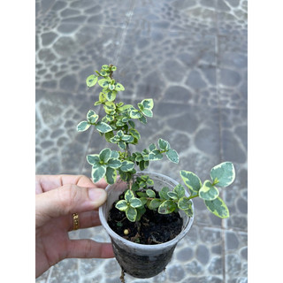 Sam hương ( cây giống )25k/ 2 cây 45k