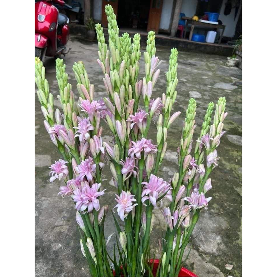 Combo 10 CỦ  HUỆ THƠM CÁNH KÉP mix đủ màu