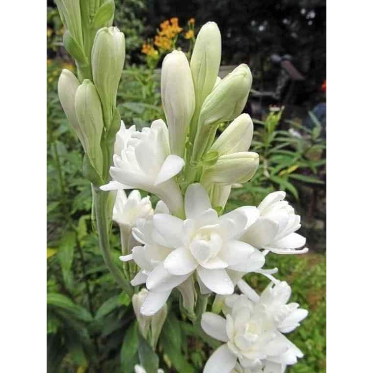 Combo 10 CỦ  HUỆ THƠM CÁNH KÉP mix đủ màu