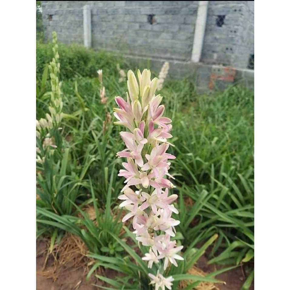 Combo 10 CỦ  HUỆ THƠM CÁNH KÉP mix đủ màu