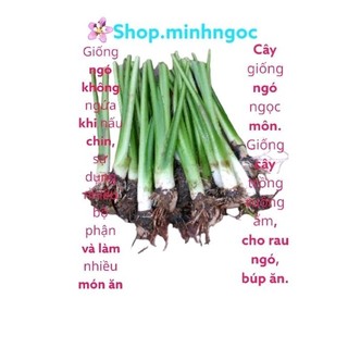 Khoai ngọc môn không ngứa cây giống, giống ngó khoai, trồng đất ẩm