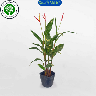 Cây giống Chuối Mỏ Két , tên khác cây Mỏ Két Lá Dong, đang sẵn hoa