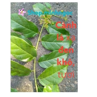 Cây xạ đen, cành lá xạ đen, tươi và khô, cây dược liệu xạ đen