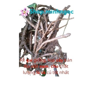 Củ gai giống, trồng củ gai, cây lá gai