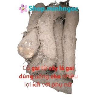 Củ gai tươi, củ cây lá gai 1kg