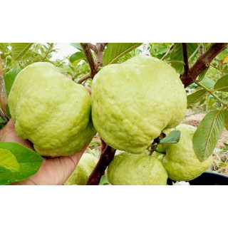 Cây giống Ổi không hạt Phugi 141, cây đẹp, được kiểm tra cây trước khi thanh toán