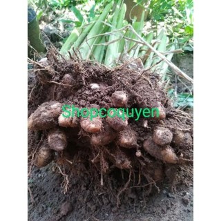 2 cây củ lùn tròn làm giống