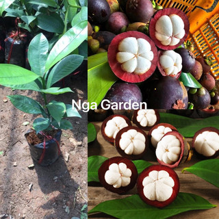 Cây giống măng cụt cao 60-80 cm