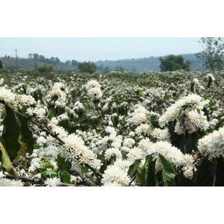 phấn hoa cà phê 1 kg