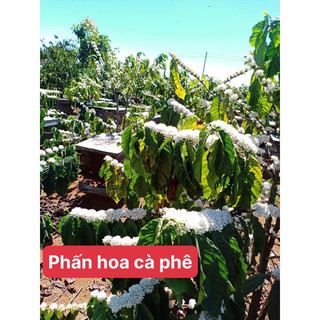 phấn hoa cà phê 1 kg