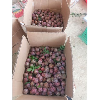 Combo 10kg mận chọn đẹp
