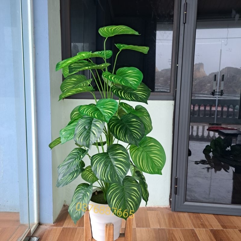 Cây giả  - Cây trầu bà lá sọc 70CM- 1M3, cây môn lá đốm giả decor siêu xinh.