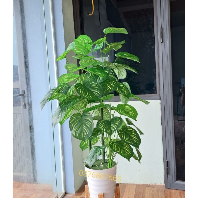 Cây giả  - Cây trầu bà lá sọc 70CM- 1M3, cây môn lá đốm giả decor siêu xinh.