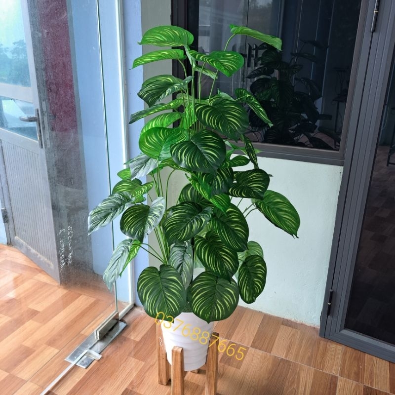 Cây giả  - Cây trầu bà lá sọc 70CM- 1M3, cây môn lá đốm giả decor siêu xinh.