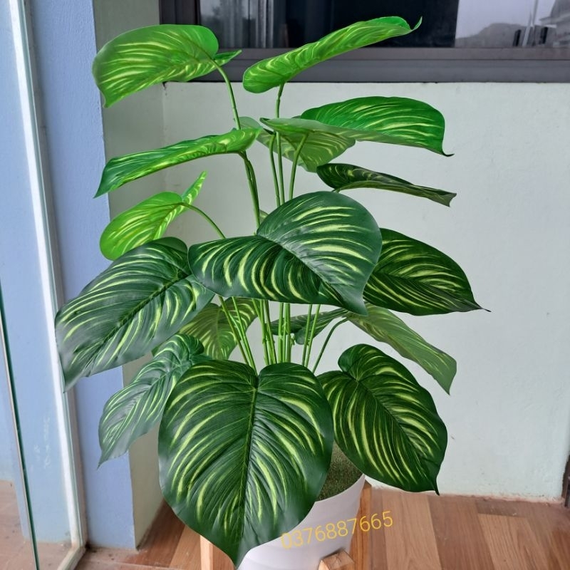 Cây giả  - Cây trầu bà lá sọc 70CM- 1M3, cây môn lá đốm giả decor siêu xinh.