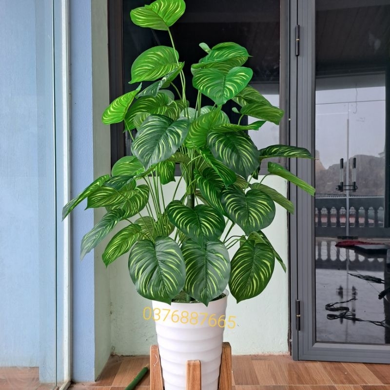 Cây giả  - Cây trầu bà lá sọc 70CM- 1M3, cây môn lá đốm giả decor siêu xinh.