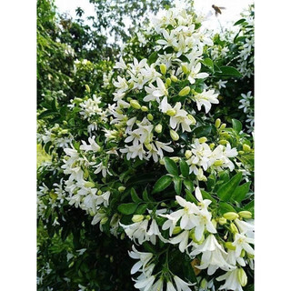 Cây giống Hoa Nguyệt quế