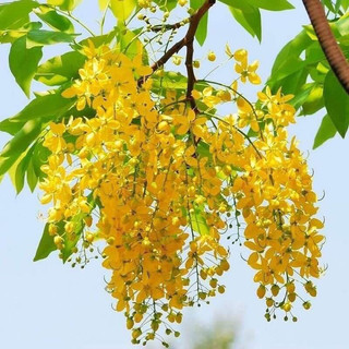 Cây giống muồng Hoàng Yến