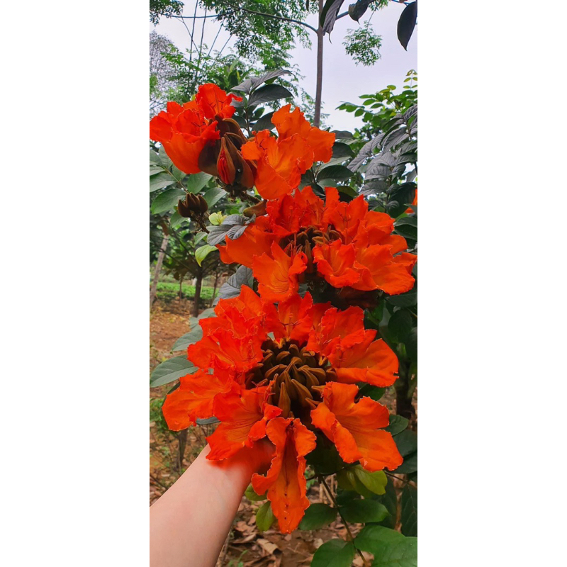 Cây giống Phượng hoàng lửa (1caay)