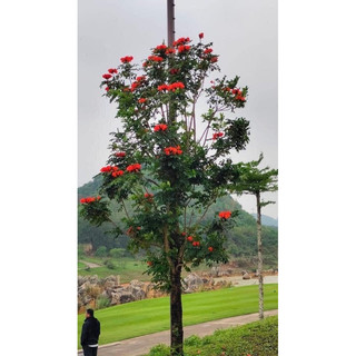 Cây giống Phượng hoàng lửa (1caay)