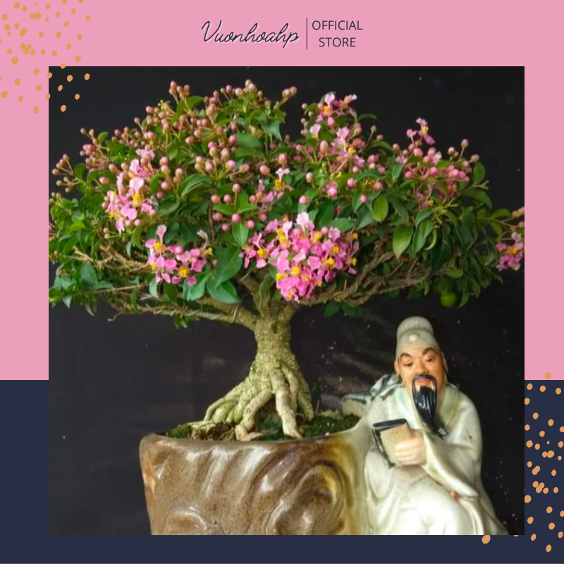 Cây hồng ngọc mai bonsai cao 20cm, tặng phân bón cho cây mau lớn, thích hợp trồng tiểu cảnh, ảnh thật, lỗi 1 đổi 1