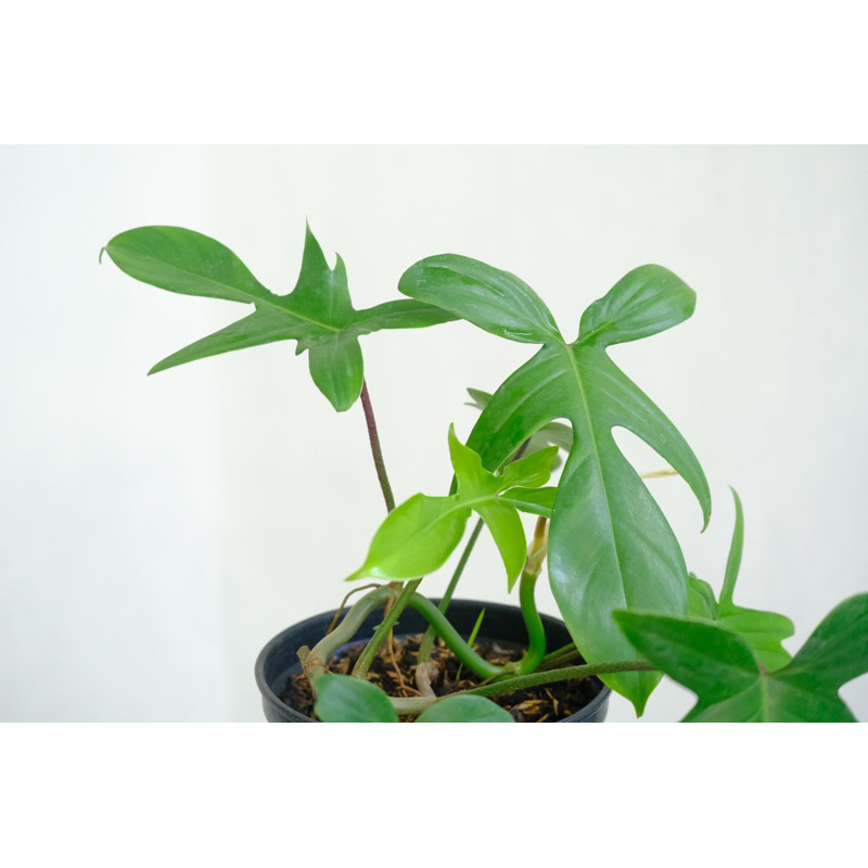 Trầu bà cánh én / Philodenron Florida Green