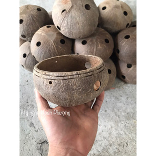 10 Chậu Gáo dừa trồng lan( tự nhiên )