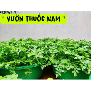 Bầu giống cây rau cần nước