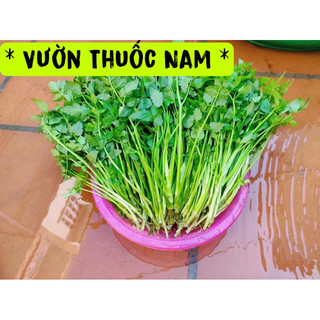 bầu giống cây rau cần nước