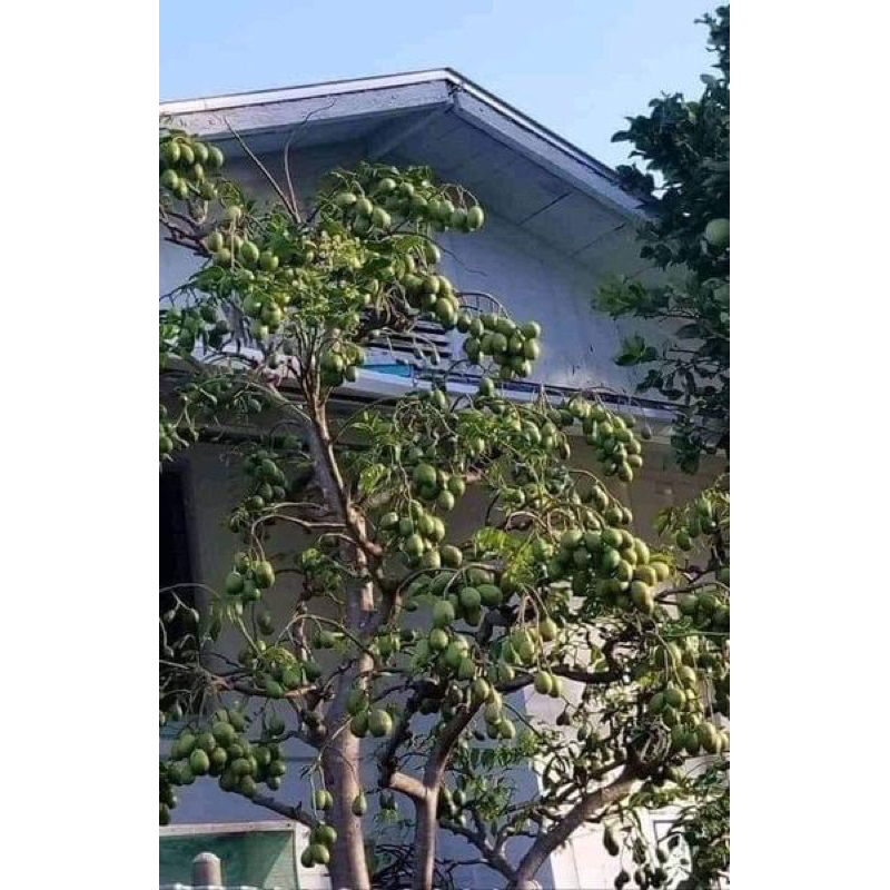 Cây giống cóc thái siêu quả