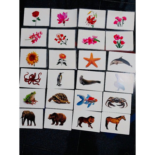🔥🔥 [ SIÊU TO ] flashcard thế giới xung quanh bộ cơ bản [ ĐẸP ] chuẩn CỬA SỔ VÀNG gleen doman