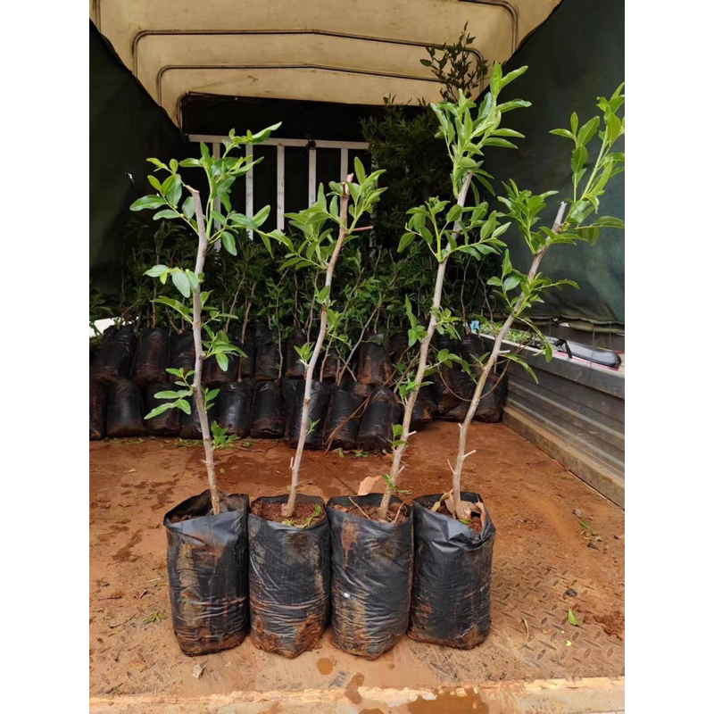 Cây giống táo Tân Cương