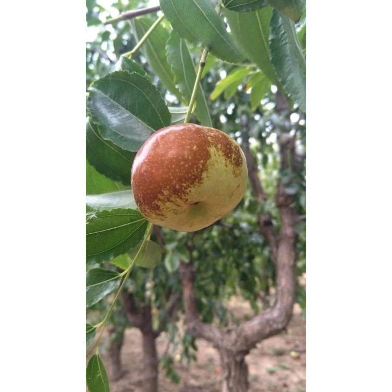 Cây giống táo Tân Cương