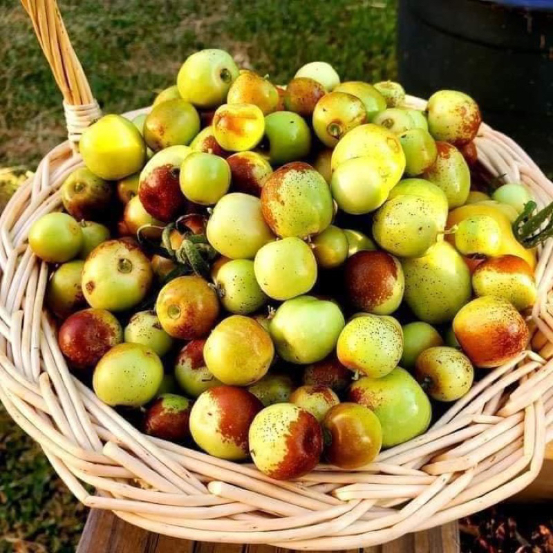 Cây giống táo Tân Cương
