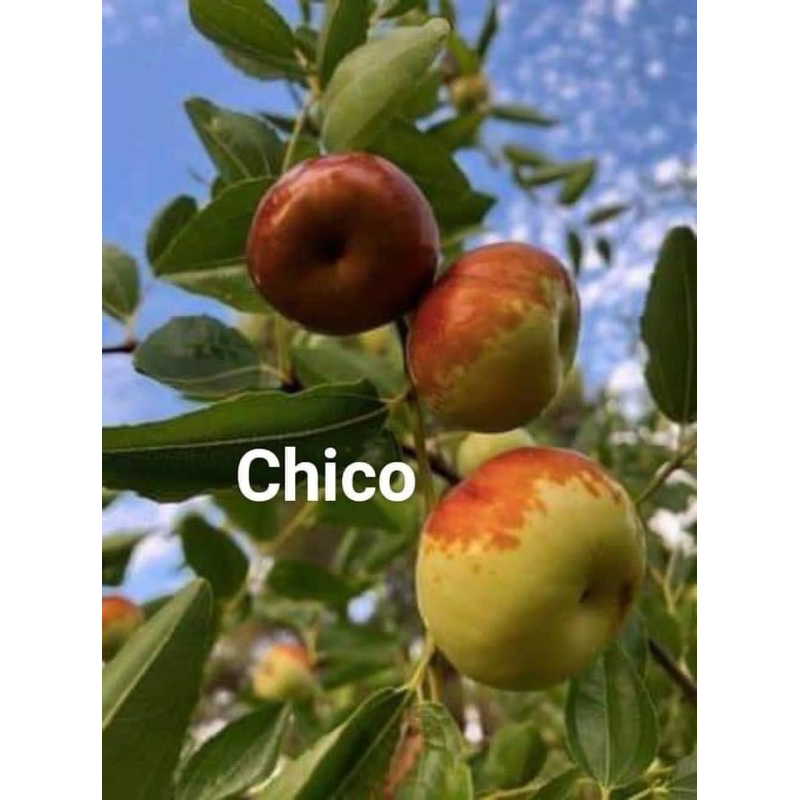 Cây giống táo Tân Cương