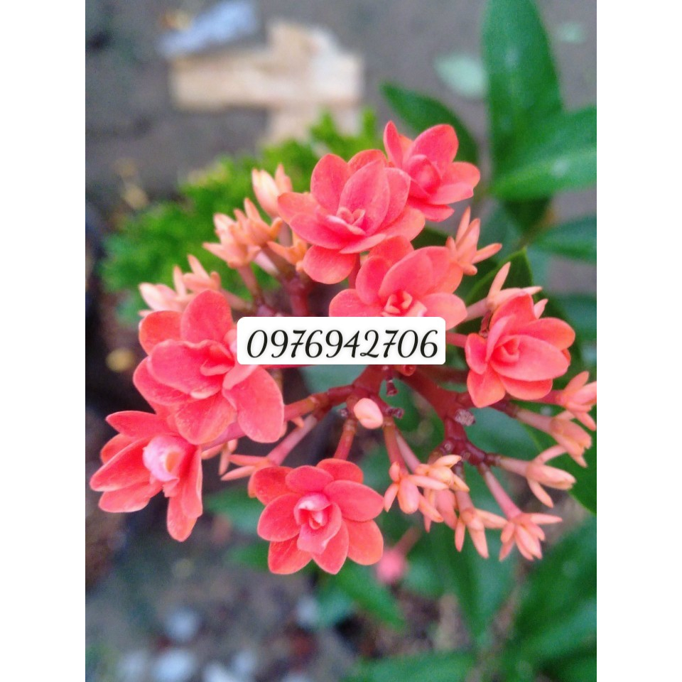 cây bông trang - Hoa Mẫu Đơn cánh sen đổi màu