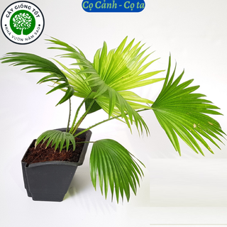 Cây giống Cọ ta , tên gọi khác cây cọ cảnh, cọ kiểng , cao 20-30cm, cây trồng chậu, sân vườn