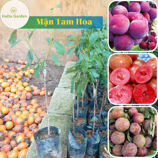 Cây giống Mận Tam Hoa cây ăn quả, phát triển kinh tế gia đình